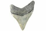 Serrated, Fossil Megalodon Tooth - North Carolina #272407-1